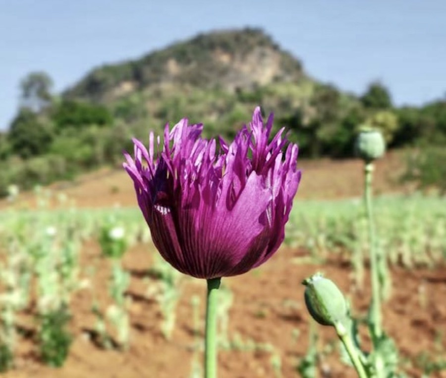 opium Birmanie