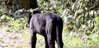 Panthère noire Thaïlande