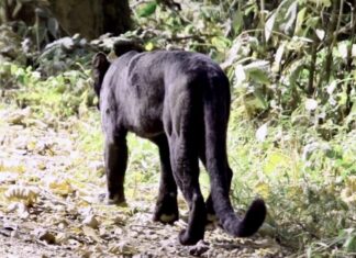 THAÏLANDE – NATURE : Une panthère noire stupéfie les visiteurs du parc national de Kaeng Krachan Panthère noire Thaïlande