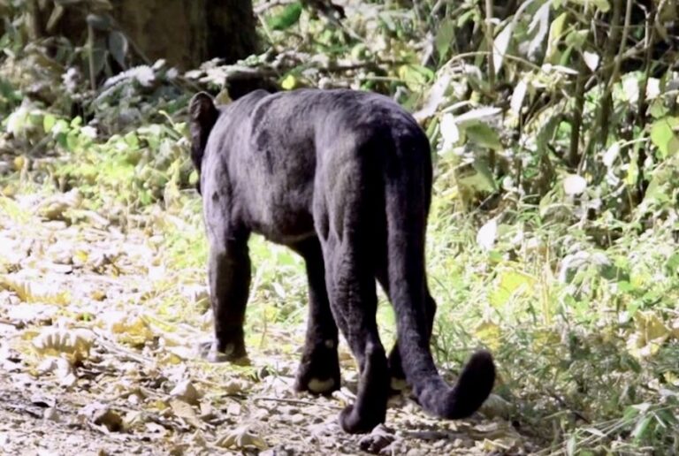 THAÏLANDE – NATURE : Une panthère noire stupéfie les visiteurs du parc national de Kaeng Krachan