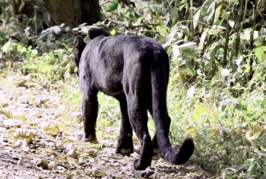 Panthère noire Thaïlande