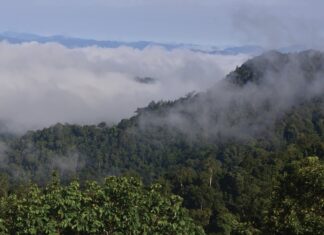 THAÏLANDE – NATURE : Lutte contre un plan de déforestation massive Thap Lan parc national