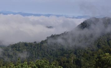 THAÏLANDE – NATURE : Lutte contre un plan de déforestation massive Thap Lan parc national
