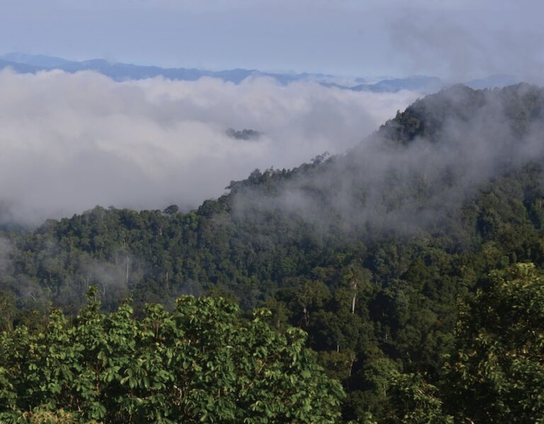 THAÏLANDE – NATURE : Lutte contre un plan de déforestation massive