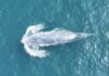 THAÏLANDE – NATURE : L’observation d’une baleine près de Phuket pourrait être une première mondiale