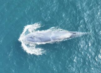 THAÏLANDE – NATURE : L’observation d’une baleine près de Phuket pourrait être une première mondiale