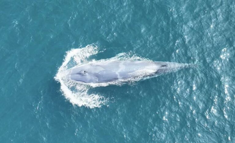 THAÏLANDE – NATURE : L’observation d’une baleine près de Phuket pourrait être une première mondiale