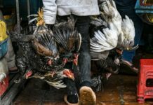 grippe aviaire