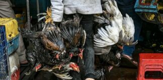 grippe aviaire