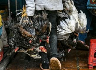 CAMBODGE – SANTÉ : Nouveau cas de grippe aviaire confirmé au Cambodge grippe aviaire