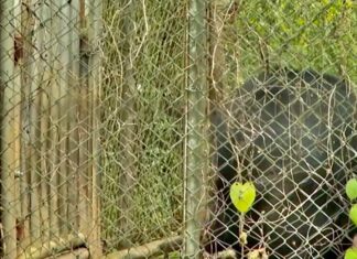 THAÏLANDE – FAIT DIVERS : Un suisse se coupe un bras pour échapper à un ours