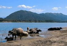 paysage Isaan