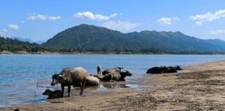 paysage Isaan