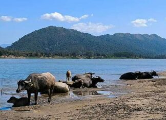 THAÏLANDE – CHRONIQUE : L’Isaan, ce cri du cœur strident et muet paysage Isaan