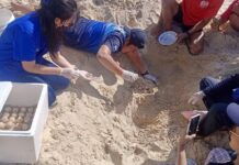 ponte tortue olivâtre Karon