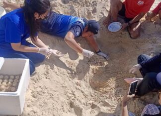 THAÏLANDE – NATURE : Une tortue marine olivâtre pond ses œufs sur la plage de Karon ponte tortue olivâtre Karon