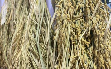 THAÏLANDE – ÉCONOMIE : Le riz étuvé Thaïlandais revient au premier plan mondial Riz Thaïlandais