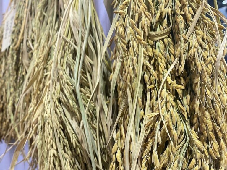 THAÏLANDE – AGRICULTURE : Prédictions moins favorables pour les riziculteurs 