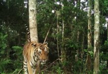 Tigre en Thaïlande