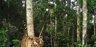 Tigre en Thaïlande