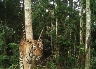 THAÏLANDE – NATURE : Découverte d’un nouveau tigre dans les forêts de la province de Chumphon Tigre en Thaïlande