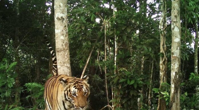 THAÏLANDE – NATURE : Découverte d’un nouveau tigre dans les forêts de la province de Chumphon Tigre en Thaïlande