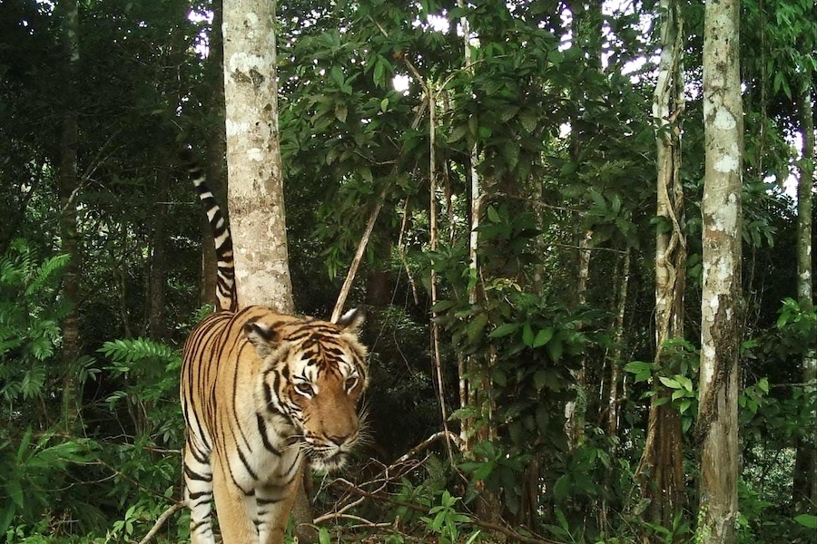 Tigre en Thaïlande