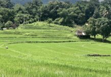 LAOS – ÉCONOMIE : Le tourisme, levier économique Laos rizière