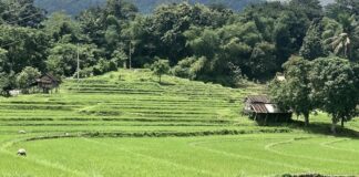 Laos rizière