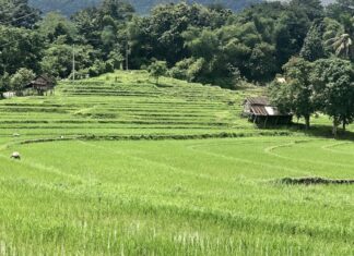 LAOS – ÉCONOMIE : Le tourisme, levier économique Laos rizière