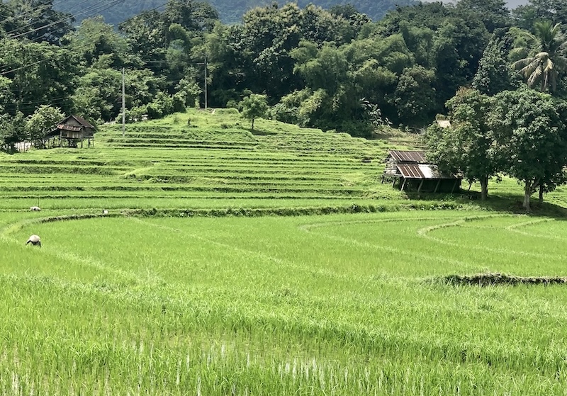 Laos rizière