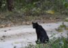 THAÏLANDE – NATURE : Une panthère noire observée dans le parc national de Kaeng Krachan