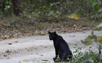 THAÏLANDE – NATURE : Une panthère noire observée dans le parc national de Kaeng Krachan