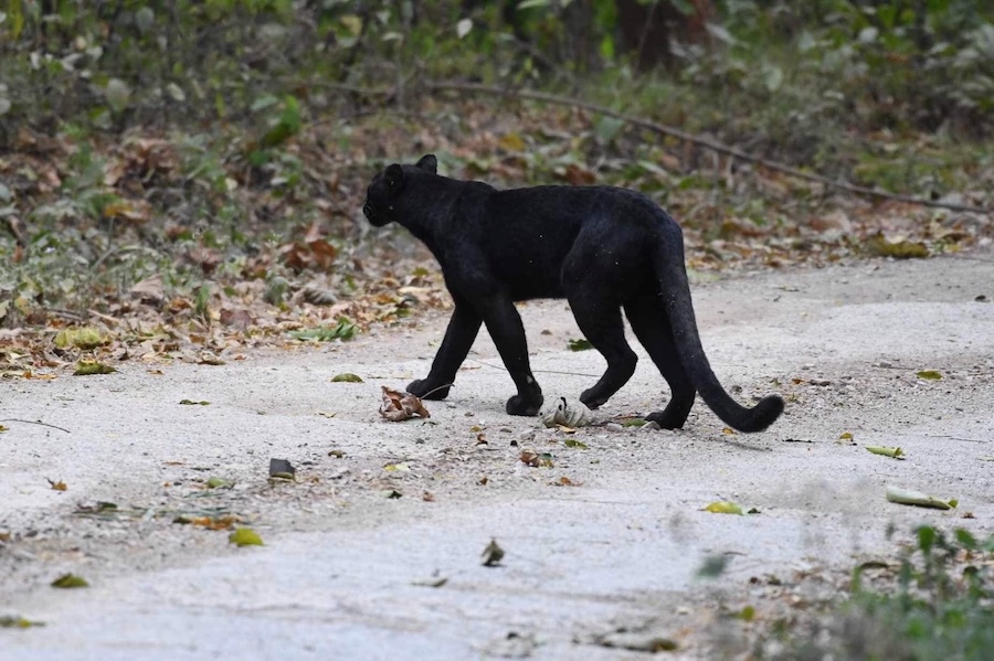 Panthère noire traversant la route