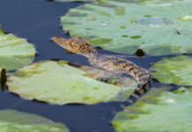Bébé crocodile