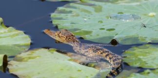 Bébé crocodile