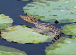 THAÏLANDE – NATURE : Éclosion de bébés crocodiles à Bueng Boraphet ! Bébé crocodile