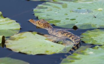 THAÏLANDE – NATURE : Éclosion de bébés crocodiles à Bueng Boraphet ! Bébé crocodile