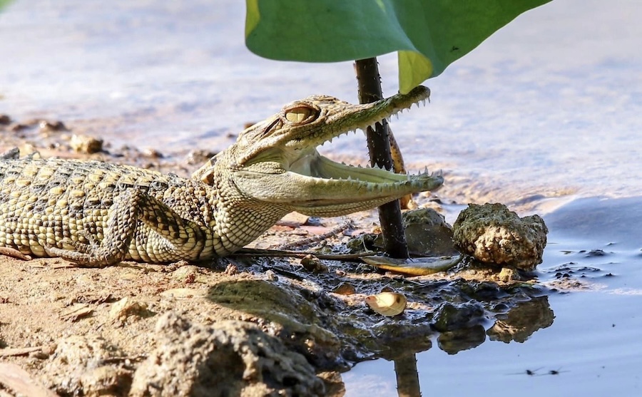 bébé crocodile d'eau