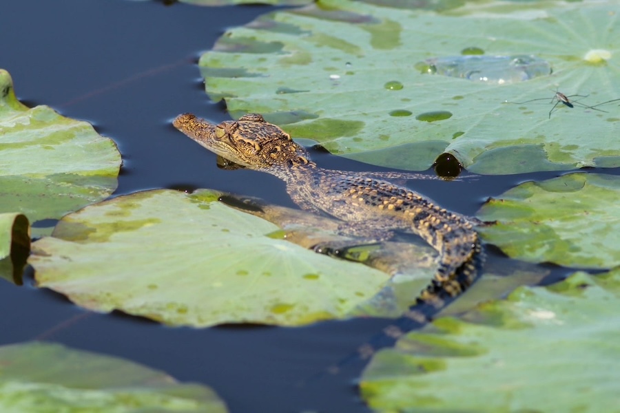 Bébé crocodile