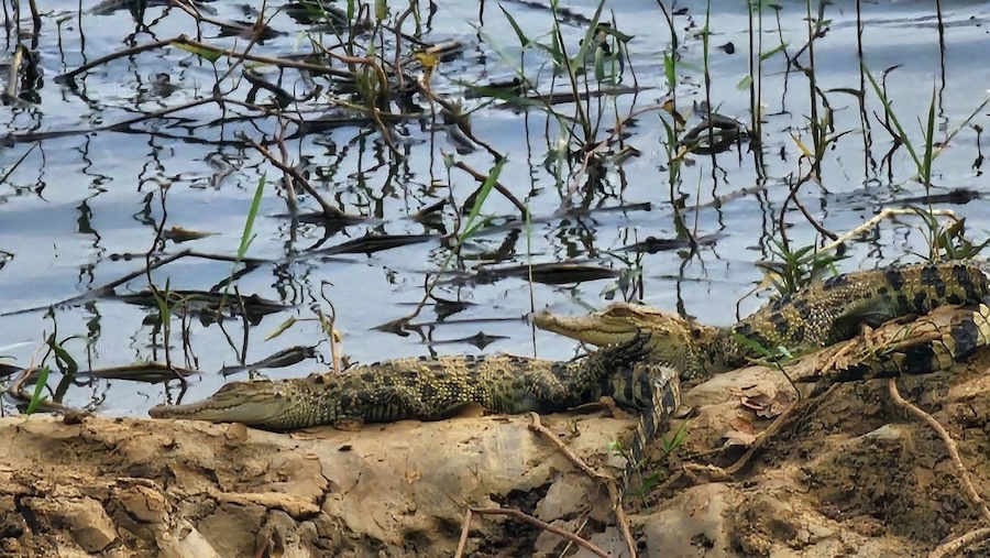 Bébés crocodile