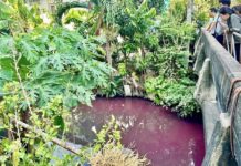 THAÏLANDE – SOCIÉTÉ : Des bactéries ont coloré en rose un canal de Nonthaburi