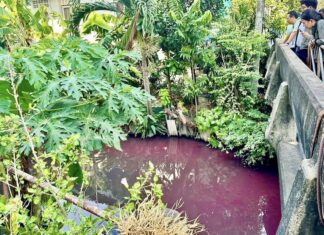 THAÏLANDE – SOCIÉTÉ : Des bactéries ont coloré en rose un canal de Nonthaburi
