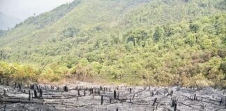 déforestation Laos