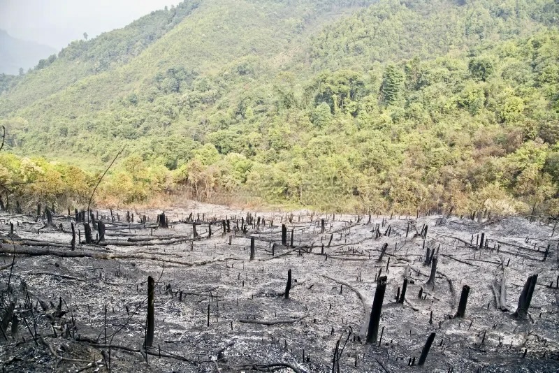 déforestation Laos