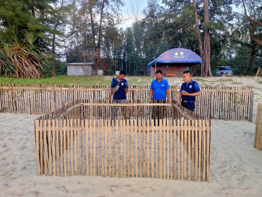 enclos de protection oeufs de tortue luth sud Thaïlande