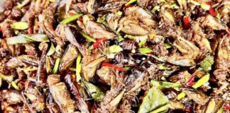 grillons Cambodge