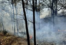Incendie forêt Thaïlande