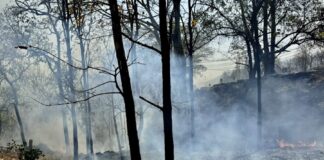 Incendie forêt Thaïlande