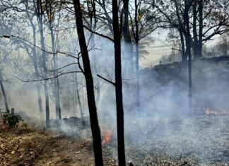 Incendie forêt Thaïlande